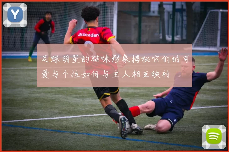 足球明星的猫咪形象揭秘它们的可爱与个性如何与主人相互映衬